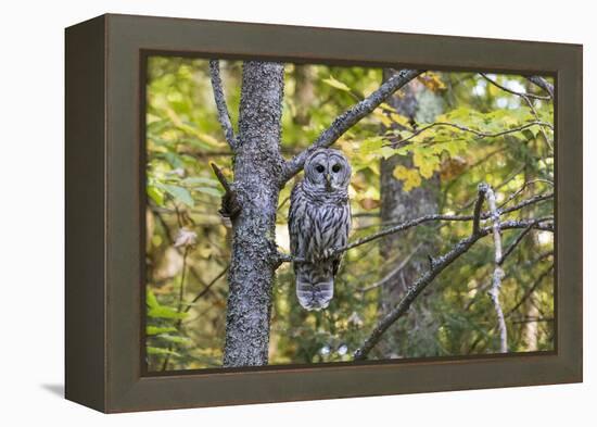 Barred Owl in Fall, Alger County, Michigan-Richard and Susan Day-Framed Premier Image Canvas