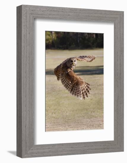 Barred Owl in Flight-Hal Beral-Framed Photographic Print