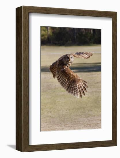 Barred Owl in Flight-Hal Beral-Framed Photographic Print