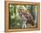 Barred Owl in Old Growth East Texas Forest With Spanish Moss, Caddo Lake, Texas, USA-Larry Ditto-Framed Premier Image Canvas