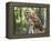 Barred Owl in Old Growth East Texas Forest With Spanish Moss, Caddo Lake, Texas, USA-Larry Ditto-Framed Premier Image Canvas