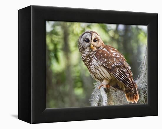 Barred Owl in Old Growth East Texas Forest With Spanish Moss, Caddo Lake, Texas, USA-Larry Ditto-Framed Premier Image Canvas