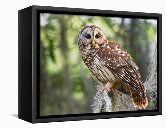 Barred Owl in Old Growth East Texas Forest With Spanish Moss, Caddo Lake, Texas, USA-Larry Ditto-Framed Premier Image Canvas