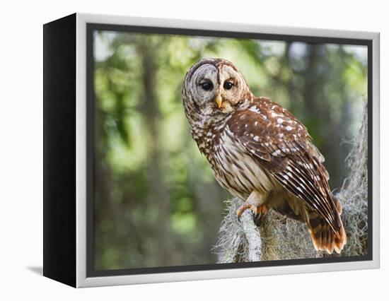 Barred Owl in Old Growth East Texas Forest With Spanish Moss, Caddo Lake, Texas, USA-Larry Ditto-Framed Premier Image Canvas