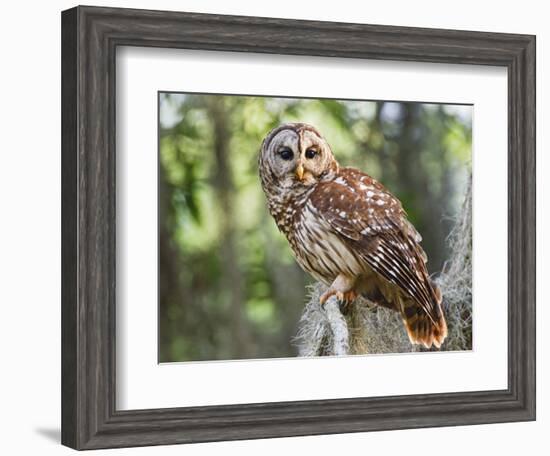 Barred Owl in Old Growth East Texas Forest With Spanish Moss, Caddo Lake, Texas, USA-Larry Ditto-Framed Photographic Print