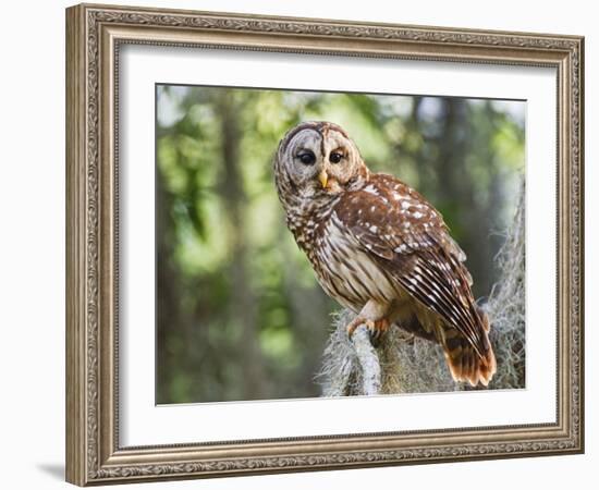 Barred Owl in Old Growth East Texas Forest With Spanish Moss, Caddo Lake, Texas, USA-Larry Ditto-Framed Photographic Print