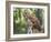 Barred Owl in Old Growth East Texas Forest With Spanish Moss, Caddo Lake, Texas, USA-Larry Ditto-Framed Photographic Print