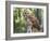 Barred Owl in Old Growth East Texas Forest With Spanish Moss, Caddo Lake, Texas, USA-Larry Ditto-Framed Photographic Print