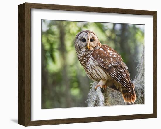 Barred Owl in Old Growth East Texas Forest With Spanish Moss, Caddo Lake, Texas, USA-Larry Ditto-Framed Photographic Print