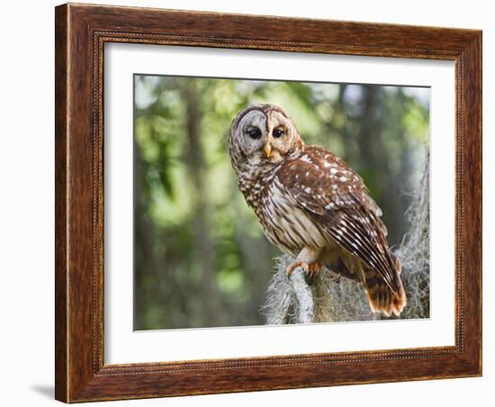 Barred Owl in Old Growth East Texas Forest With Spanish Moss, Caddo Lake, Texas, USA-Larry Ditto-Framed Photographic Print