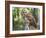 Barred Owl in Old Growth East Texas Forest With Spanish Moss, Caddo Lake, Texas, USA-Larry Ditto-Framed Photographic Print