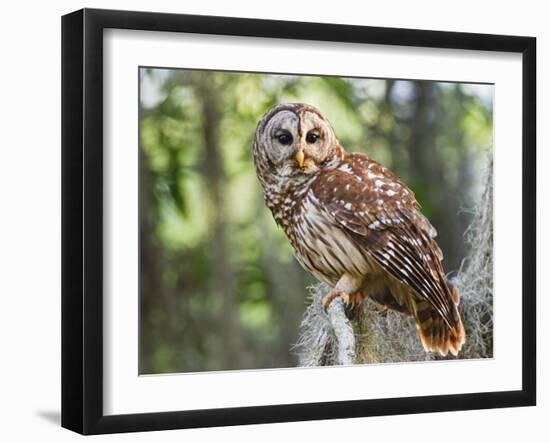 Barred Owl in Old Growth East Texas Forest With Spanish Moss, Caddo Lake, Texas, USA-Larry Ditto-Framed Photographic Print