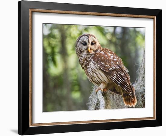 Barred Owl in Old Growth East Texas Forest With Spanish Moss, Caddo Lake, Texas, USA-Larry Ditto-Framed Photographic Print