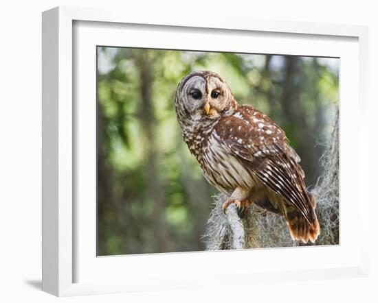 Barred Owl in Old Growth East Texas Forest With Spanish Moss, Caddo Lake, Texas, USA-Larry Ditto-Framed Photographic Print