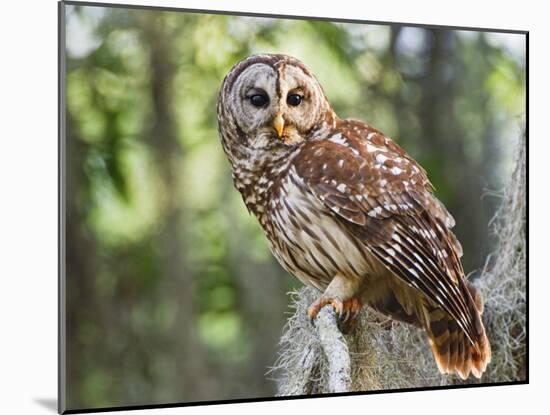 Barred Owl in Old Growth East Texas Forest With Spanish Moss, Caddo Lake, Texas, USA-Larry Ditto-Mounted Photographic Print