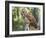 Barred Owl in Old Growth East Texas Forest With Spanish Moss, Caddo Lake, Texas, USA-Larry Ditto-Framed Photographic Print