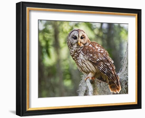 Barred Owl in Old Growth East Texas Forest With Spanish Moss, Caddo Lake, Texas, USA-Larry Ditto-Framed Photographic Print