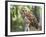 Barred Owl in Old Growth East Texas Forest With Spanish Moss, Caddo Lake, Texas, USA-Larry Ditto-Framed Photographic Print