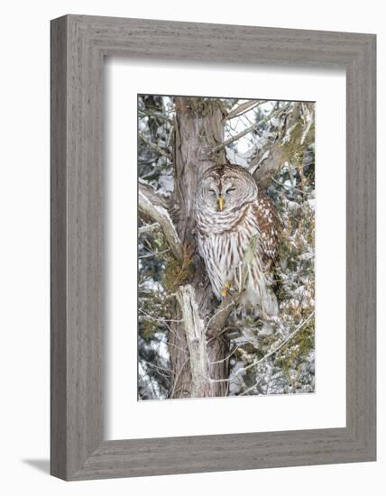 Barred owl in red cedar tree in snow, Marion County, Illinois.-Richard & Susan Day-Framed Photographic Print