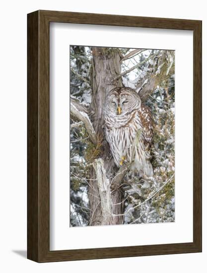 Barred owl in red cedar tree in snow, Marion County, Illinois.-Richard & Susan Day-Framed Photographic Print