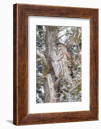 Barred owl in red cedar tree in snow, Marion County, Illinois.-Richard & Susan Day-Framed Photographic Print