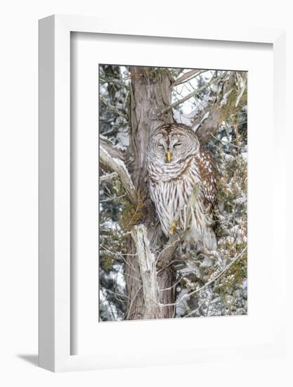 Barred owl in red cedar tree in snow, Marion County, Illinois.-Richard & Susan Day-Framed Photographic Print