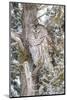 Barred owl in red cedar tree in snow, Marion County, Illinois.-Richard & Susan Day-Mounted Photographic Print