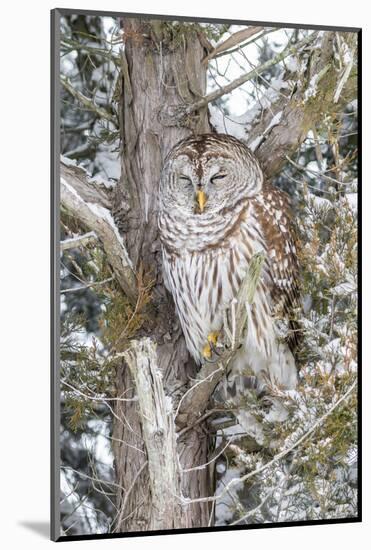 Barred owl in red cedar tree in snow, Marion County, Illinois.-Richard & Susan Day-Mounted Photographic Print