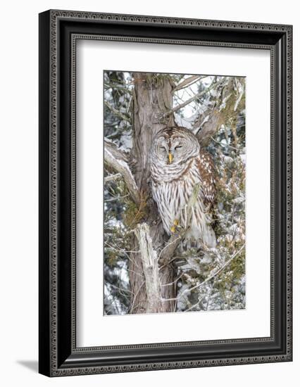 Barred owl in red cedar tree in snow, Marion County, Illinois.-Richard & Susan Day-Framed Photographic Print