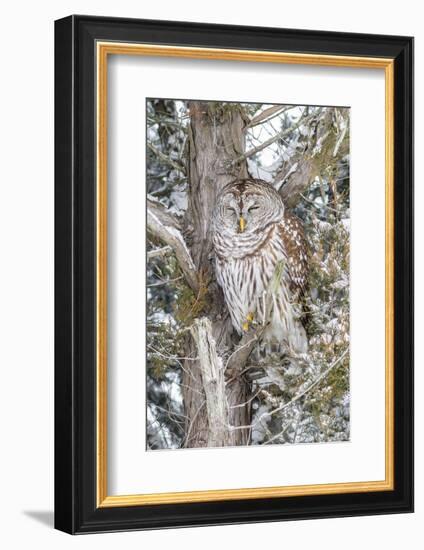 Barred owl in red cedar tree in snow, Marion County, Illinois.-Richard & Susan Day-Framed Photographic Print