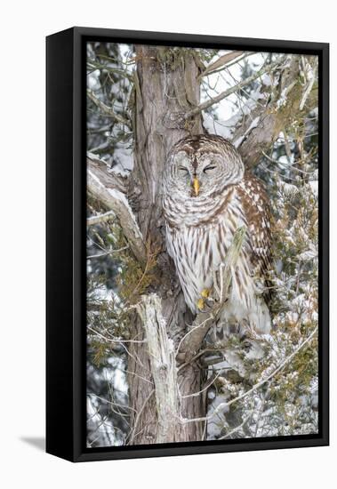 Barred owl in red cedar tree in snow, Marion County, Illinois.-Richard & Susan Day-Framed Premier Image Canvas