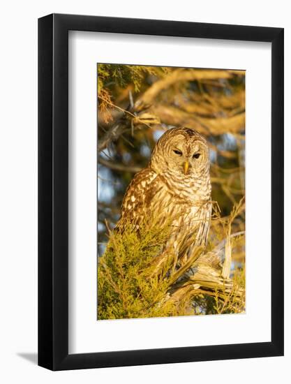 Barred owl in red cedar tree, Marion County, Illinois.-Richard & Susan Day-Framed Photographic Print