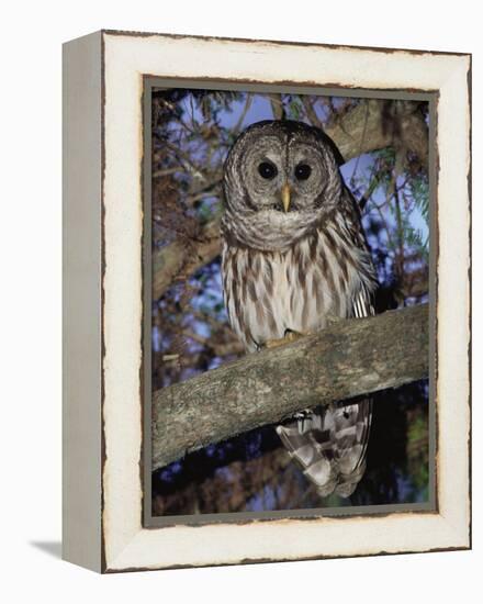 Barred Owl in Tree, Corkscrew Swamp Sanctuary Florida USA-Rolf Nussbaumer-Framed Premier Image Canvas