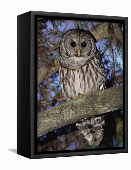 Barred Owl in Tree, Corkscrew Swamp Sanctuary Florida USA-Rolf Nussbaumer-Framed Premier Image Canvas