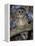 Barred Owl in Tree, Corkscrew Swamp Sanctuary Florida USA-Rolf Nussbaumer-Framed Premier Image Canvas