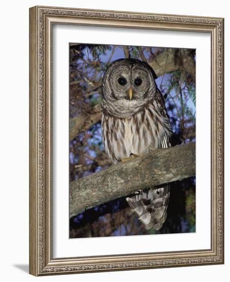 Barred Owl in Tree, Corkscrew Swamp Sanctuary Florida USA-Rolf Nussbaumer-Framed Photographic Print