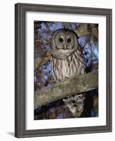 Barred Owl in Tree, Corkscrew Swamp Sanctuary Florida USA-Rolf Nussbaumer-Framed Photographic Print