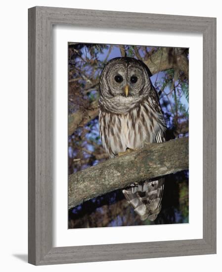 Barred Owl in Tree, Corkscrew Swamp Sanctuary Florida USA-Rolf Nussbaumer-Framed Photographic Print