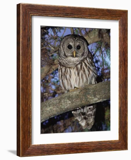 Barred Owl in Tree, Corkscrew Swamp Sanctuary Florida USA-Rolf Nussbaumer-Framed Photographic Print