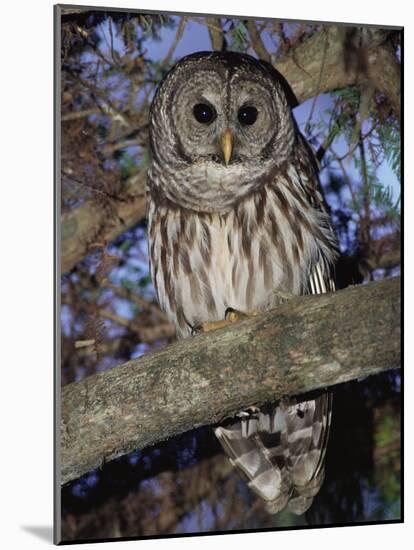 Barred Owl in Tree, Corkscrew Swamp Sanctuary Florida USA-Rolf Nussbaumer-Mounted Photographic Print