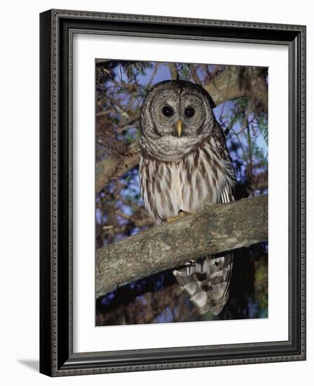 Barred Owl in Tree, Corkscrew Swamp Sanctuary Florida USA-Rolf Nussbaumer-Framed Photographic Print