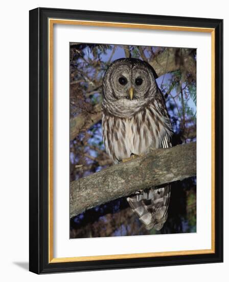 Barred Owl in Tree, Corkscrew Swamp Sanctuary Florida USA-Rolf Nussbaumer-Framed Photographic Print