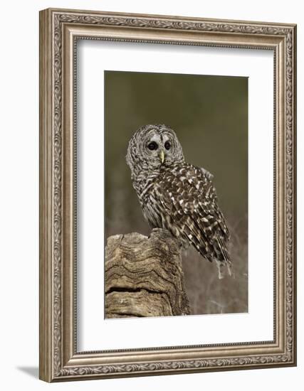 Barred Owl, Montana-Adam Jones-Framed Photographic Print