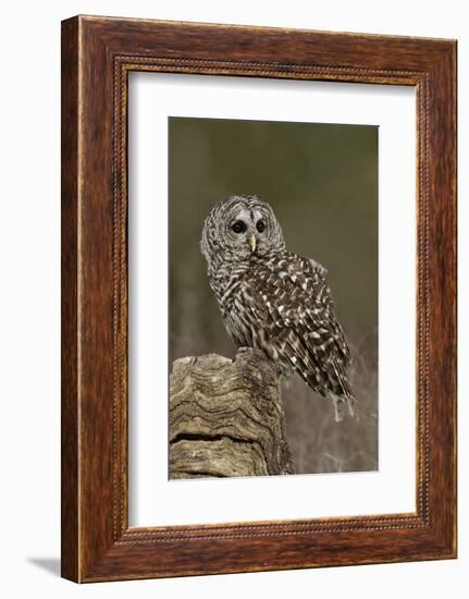 Barred Owl, Montana-Adam Jones-Framed Photographic Print