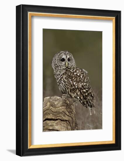 Barred Owl, Montana-Adam Jones-Framed Photographic Print