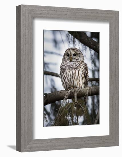 Barred owl on perch, United States of America, North America-Ashley Morgan-Framed Photographic Print