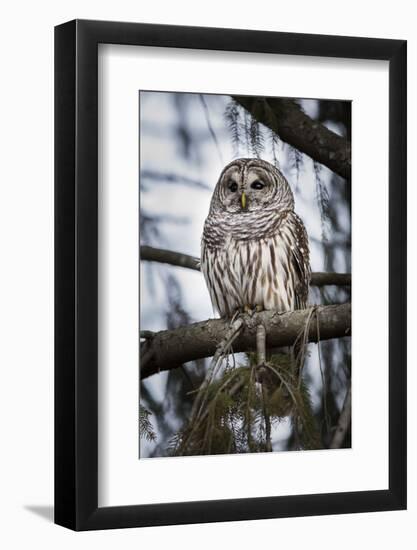 Barred owl on perch, United States of America, North America-Ashley Morgan-Framed Photographic Print