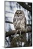 Barred owl on perch, United States of America, North America-Ashley Morgan-Mounted Photographic Print