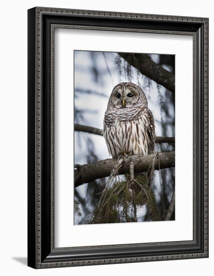 Barred owl on perch, United States of America, North America-Ashley Morgan-Framed Photographic Print