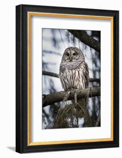 Barred owl on perch, United States of America, North America-Ashley Morgan-Framed Photographic Print